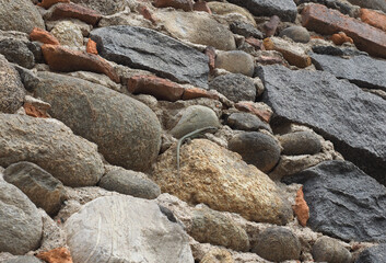 lizard reptile on a stone wall