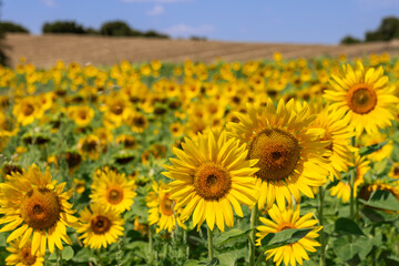 Pastoral landscape with in-focus bright yellow sunflowers (Helianthus annuus) in foreground, a mowed field behind them, and a small forest in the distance against a blue sky