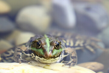 Tiere im Gartenteich - kleiner Wasserfrosch schaut neugierig aus dem Wasser heraus