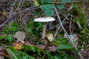 Herbstzeit ist Pilzzeit