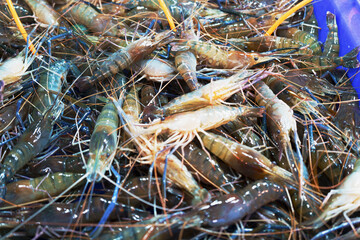 Many fresh raw shrimps close up, heap of prawns on seafood market, tropical marine crustaceans, gourmet healthy food, sea or ocean animal, shrimp pattern, prawn texture