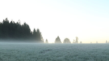 misty morning in the field