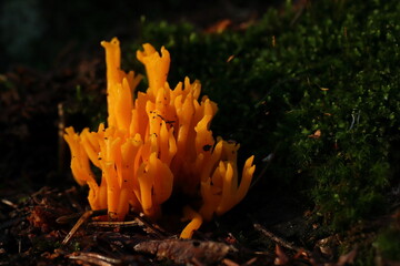 Ramaria flava, yellow mushroom