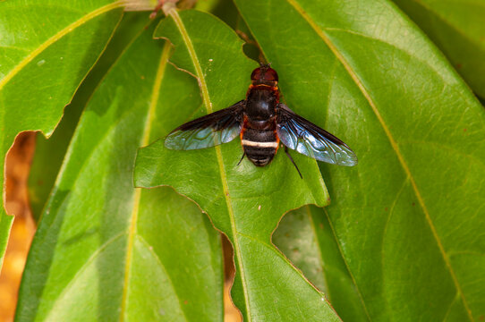 Exoprosopa on a green leaf. Phuket, Thailand
