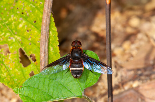 Exoprosopa on a green leaf. Phuket, Thailand