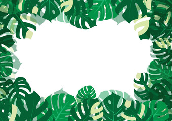 Fototapeta na wymiar The design is trendy and exotic for the leaf monstera green of nature in the summer botanical jungle for the banner background, decoration, frame, and for illustration.
