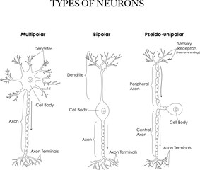 Types of neurons- multipolar, pseudounipolar, bipolar anatomy black and white line art illustration. Can be used as a worksheet for coloring and learning neuron types and structure. 