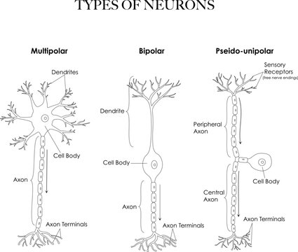 Types of neurons- multipolar, pseudounipolar, bipolar anatomy black and white line art illustration. Can be used as a worksheet for coloring and learning neuron types and structure. 