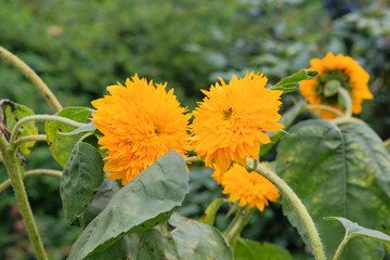 Decorative flowers. Sunflowers is growing in rural garden. Open ground flat bed into the garden. Farming background.