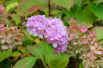 Hortensia flowers blooming. Pink flowers in nature.Landscaping and decoration in spring season. Meadow in sunny summer..