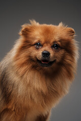 Obraz premium Shot of glad purebred doggy pomeranian breed against grey background.