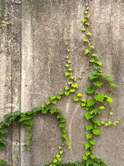 コンクリート壁と木蔦、コンクリート壁に植物、植物と壁の背景素材