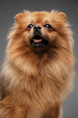 Shot of obedient little doggy pomeranian breed with brown fur.
