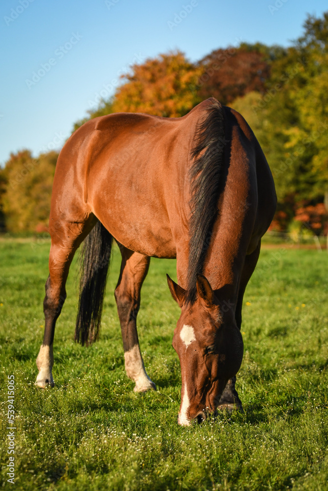 Wall mural happy bay horse grazing in meadow in autumn