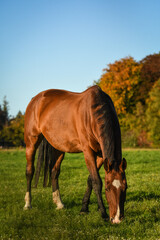 Naklejka na ściany i meble Happy bay horse grazing in meadow in autumn, looking cheeky at photographer