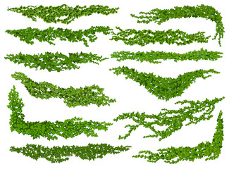 Isolated ivy lianas, nature divider or corner. Wall climbing liana shrub separators or dividers, garden creeper plant twig vector borders and spacers, vine green foliage lines set - obrazy, fototapety, plakaty