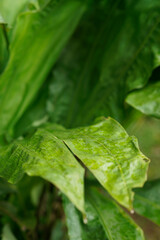 close up of green leaves with background blur