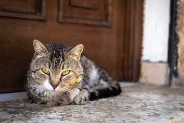 Homeless tiger cat lies in front of the entrance door. Domestic predator looking straight forward. Pet outdoors. Closeup portrait of vagabond animal in the city. Wild forest cat in house