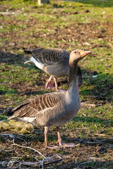 Angry wild duck looking for food