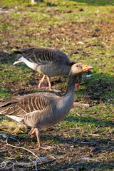 Angry wild duck looking for food