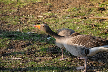 Angry wild duck looking for food
