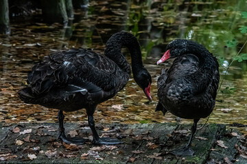 Couple de cygnes noirs