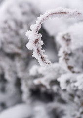 The tree branch is covered with ice and snow. Close-up. Blurred background.