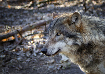 Portrait form a wolf in a moody autumn light