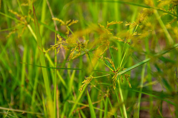 wild growing cyperus roduntus plant background