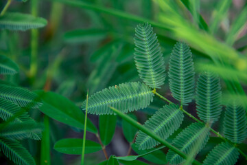 Green leaf background of Mimosa pudica plant