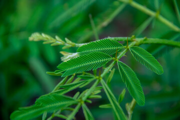 Green leaf background of Mimosa pudica plant