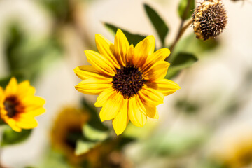 sunflower in the garden