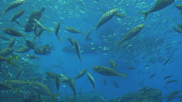 A School Of Horse Mackerel And Sardines.