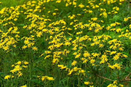 Yellow dandelion-like flowers, yellow wild flower in green grass.
