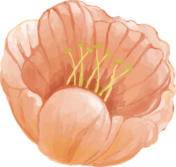 orange flowers
