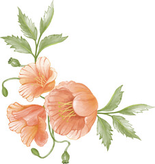 hibiscus flower isolated on white