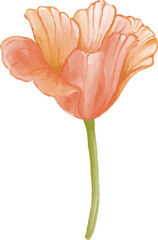 orange poppy flower isolated