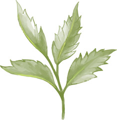 laurel leaves 