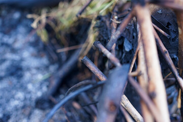 wood left over from forest fires in Sumatra Indonesia