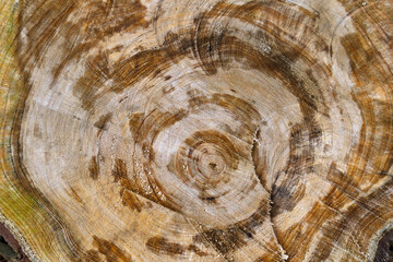 様々な模様を見せる木の切り株