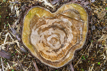 様々な模様を見せる木の切り株