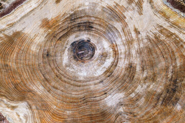 Naklejka premium 様々な模様を見せる木の切り株