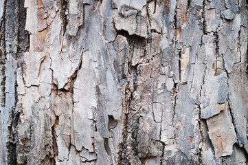 Texture of the bark of an old linden tree. Scaled wood structure. Close up.