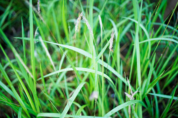 green grass for the background