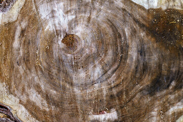 様々な模様を見せる木の切り株