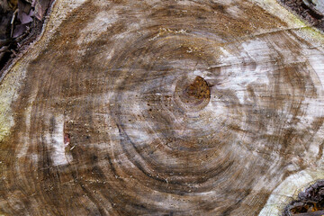 様々な模様を見せる木の切り株