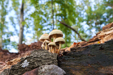 Mushrooms growing on an old dried tree.