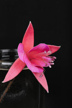 purple-pink Urga flower fuchsias in Steakhouse potted stack on black background, macrosemka