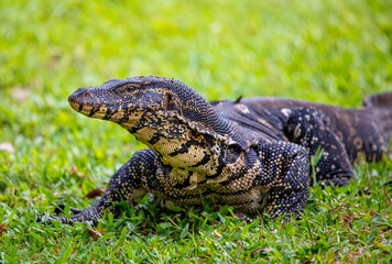 Sri Lankan Water Monitor