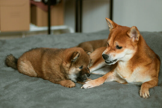 Japanese dog mother shiba inu angry at her puppy. Little brown fluffy puppy.
